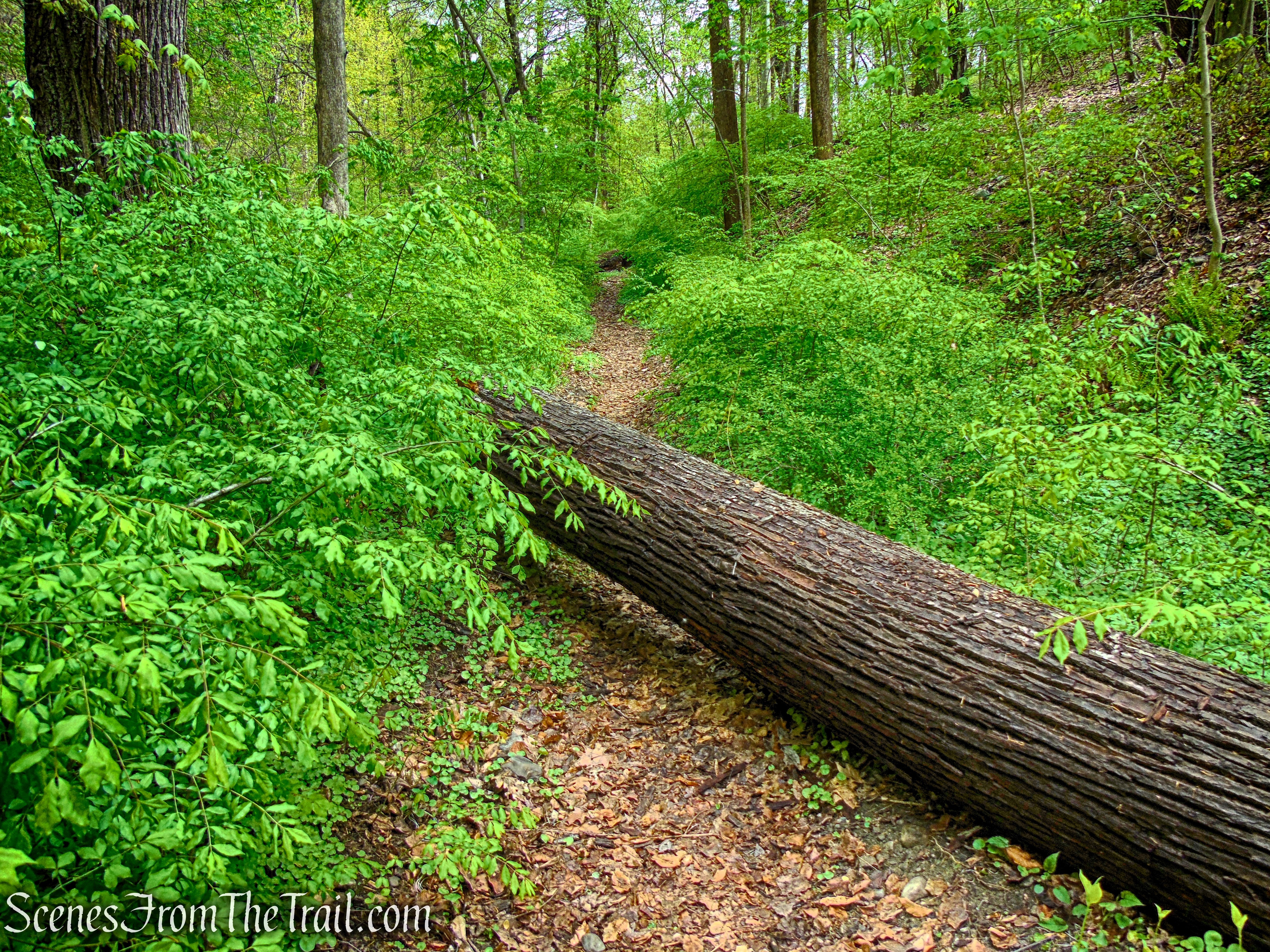 Glenclyffe Loop Trail