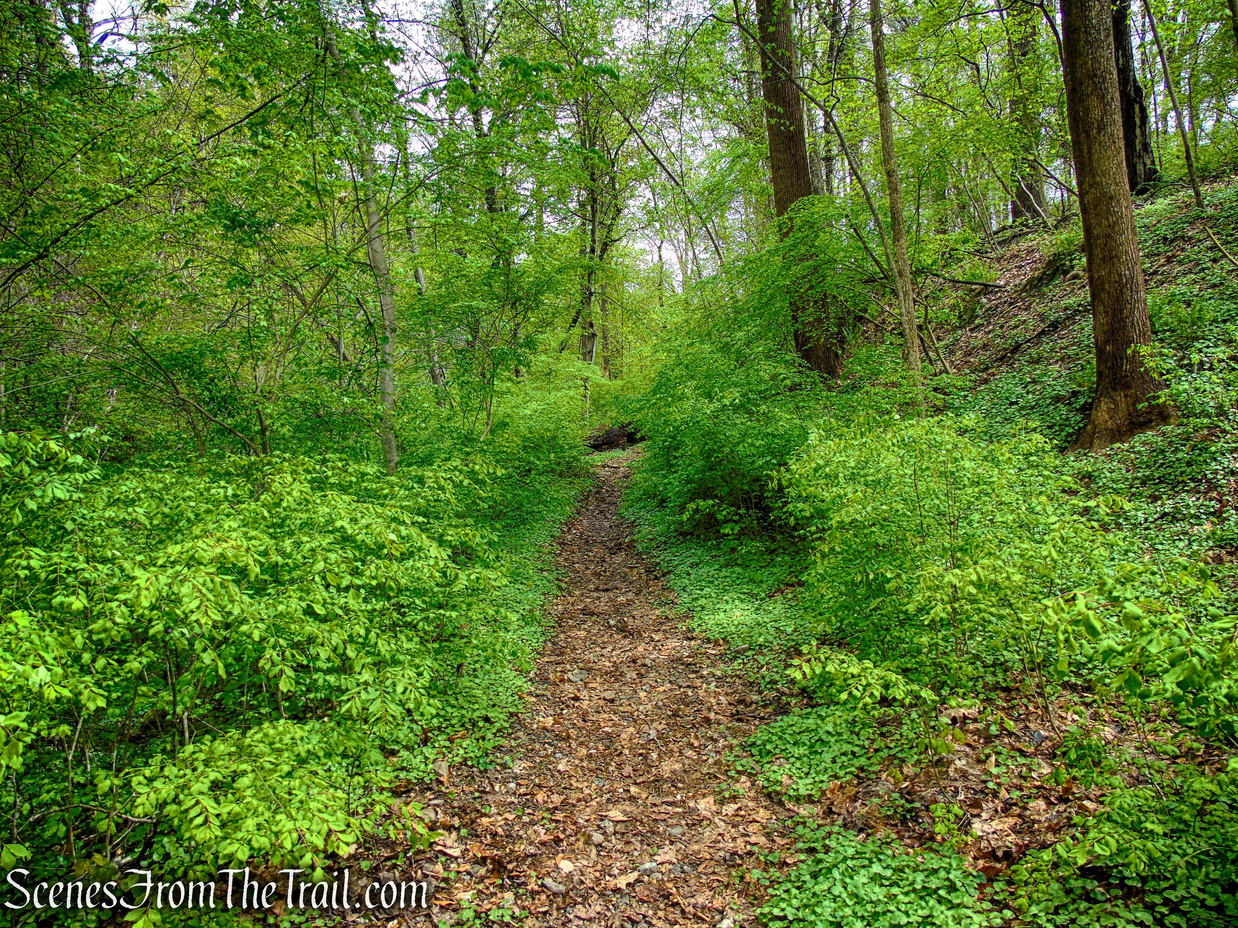 Glenclyffe Loop Trail