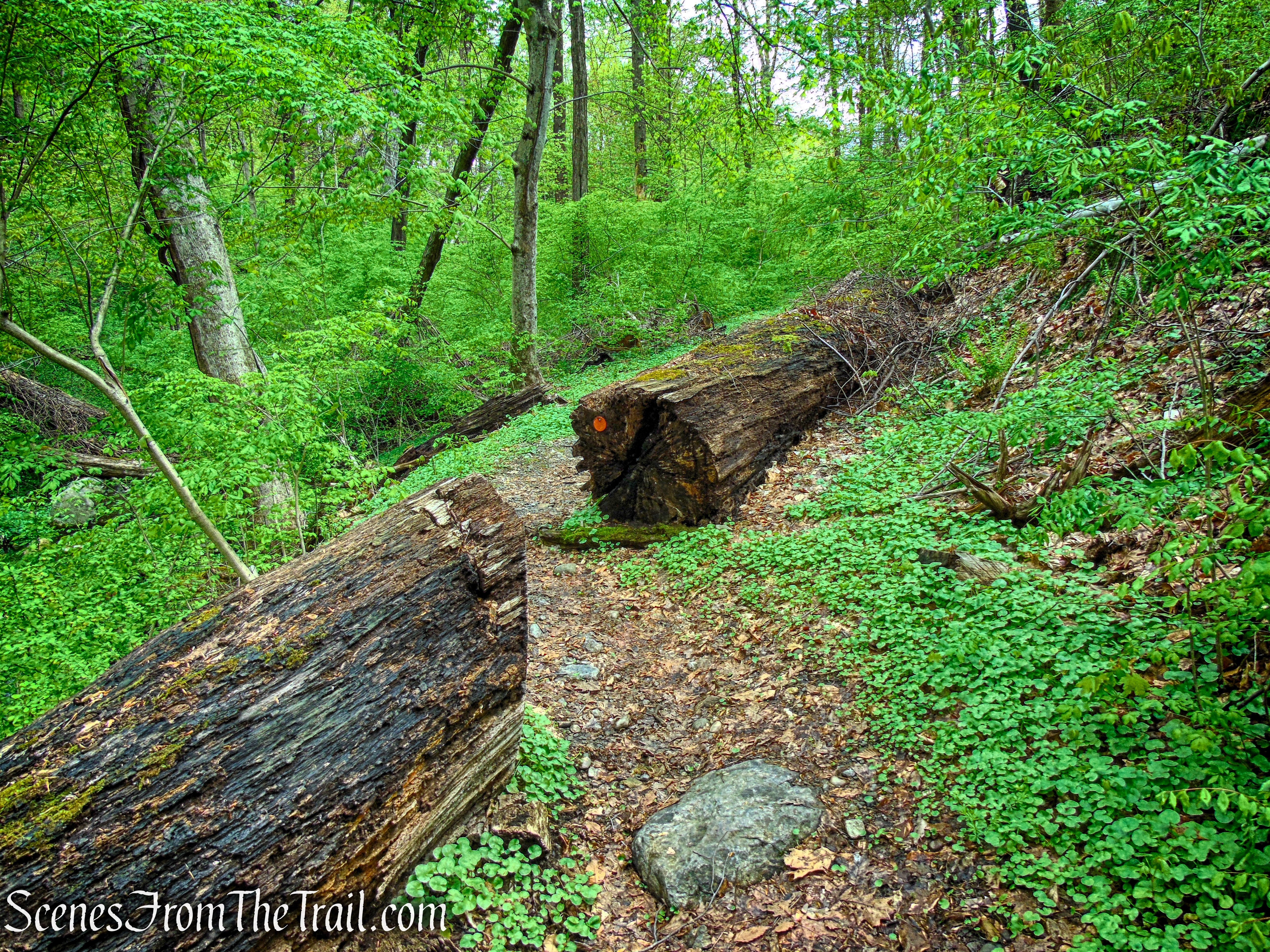 Glenclyffe Loop Trail