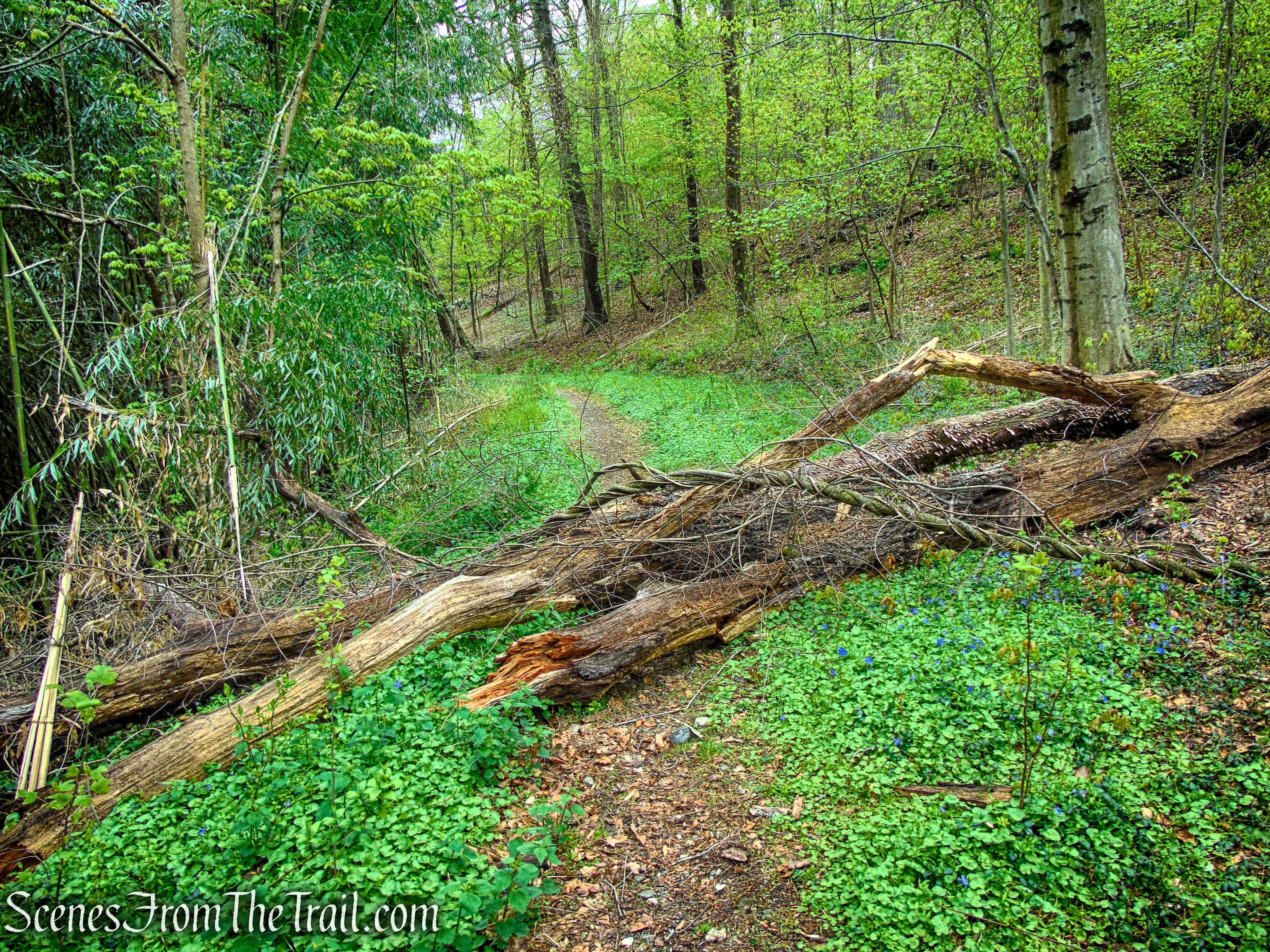 Glenclyffe Loop Trail
