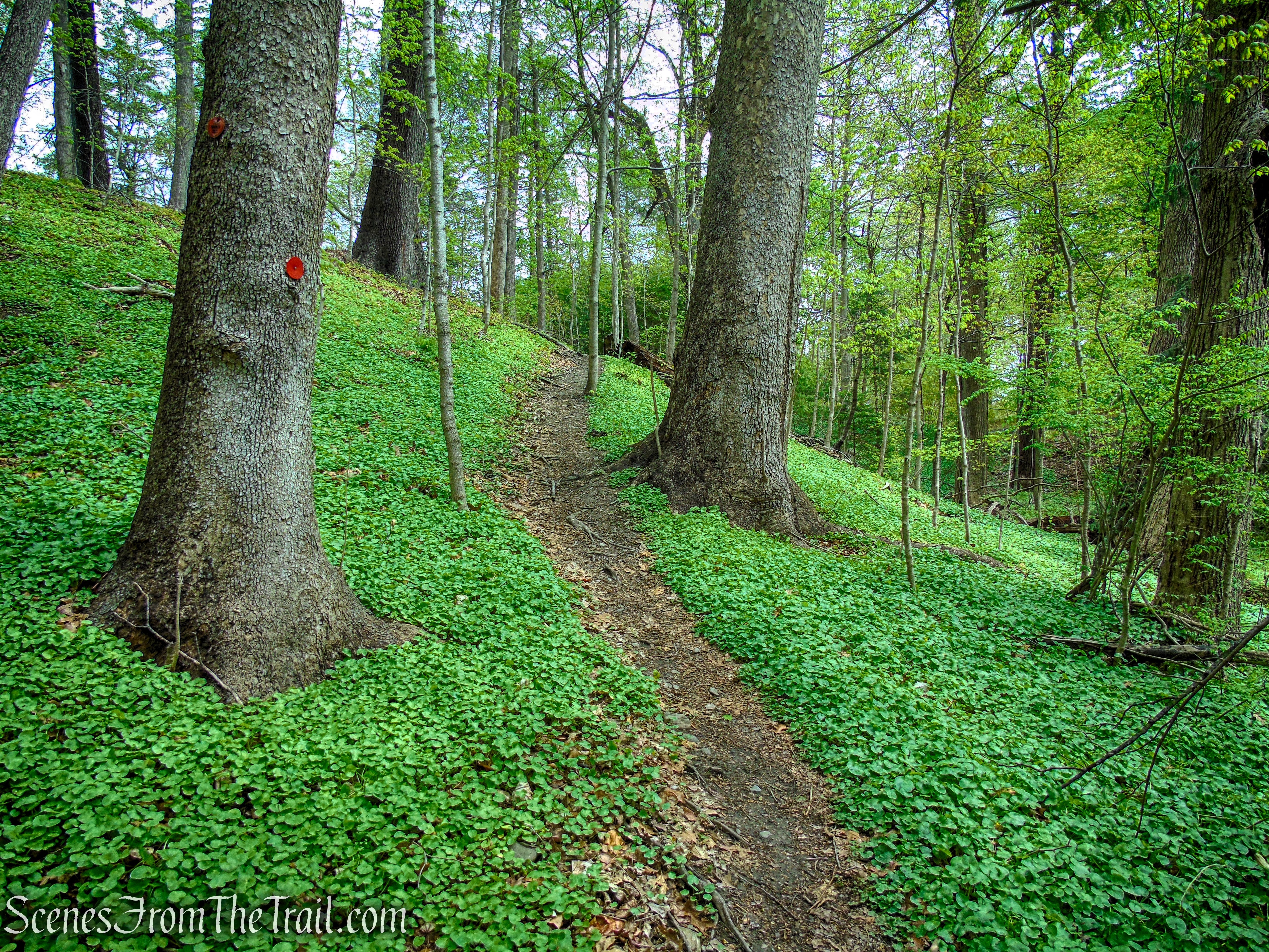 Glenclyffe Loop Trail