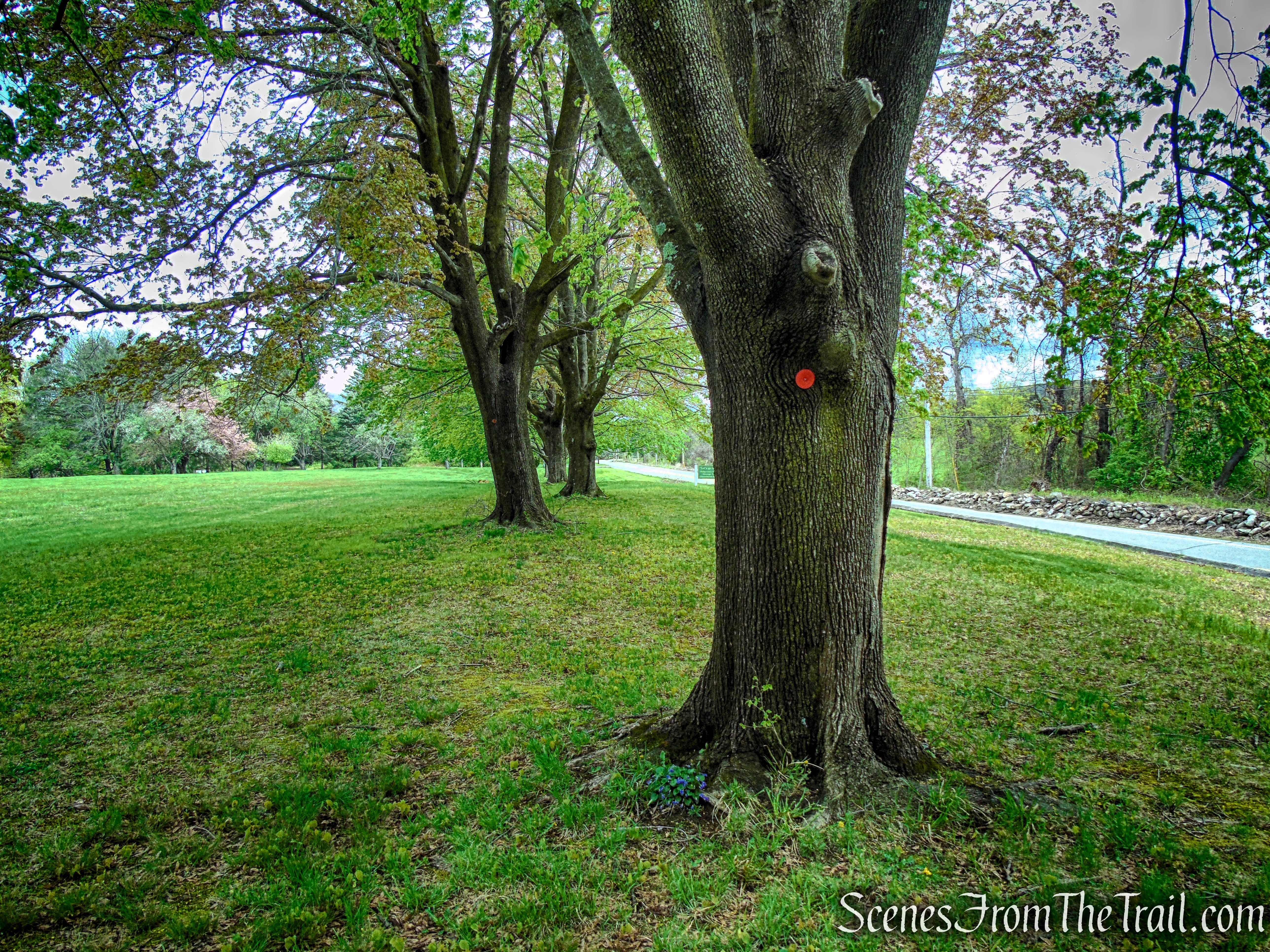 Glenclyffe Loop Trail