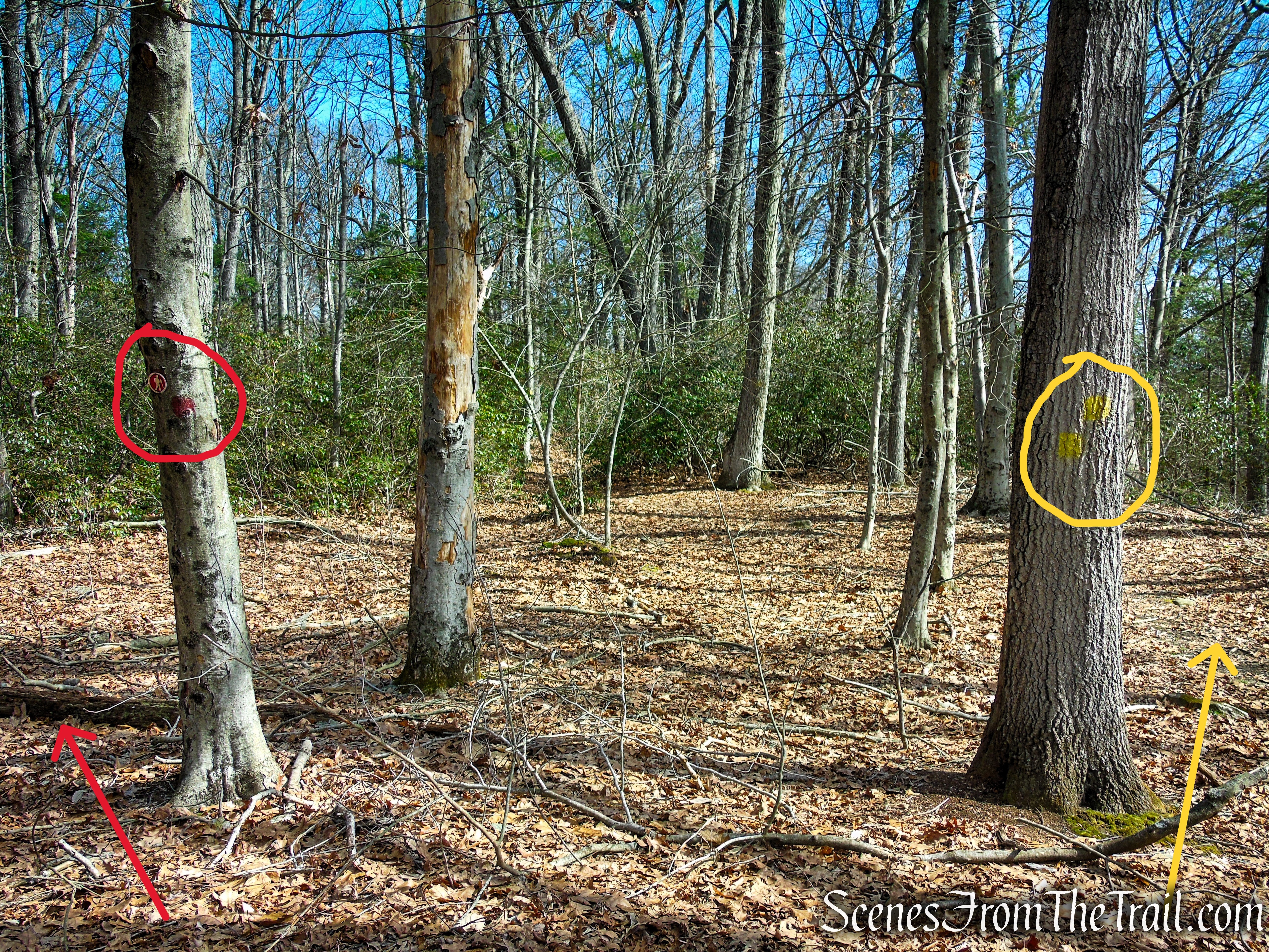 Yellow Trail - Housatonic Overlook and Tucker’s Ridge
