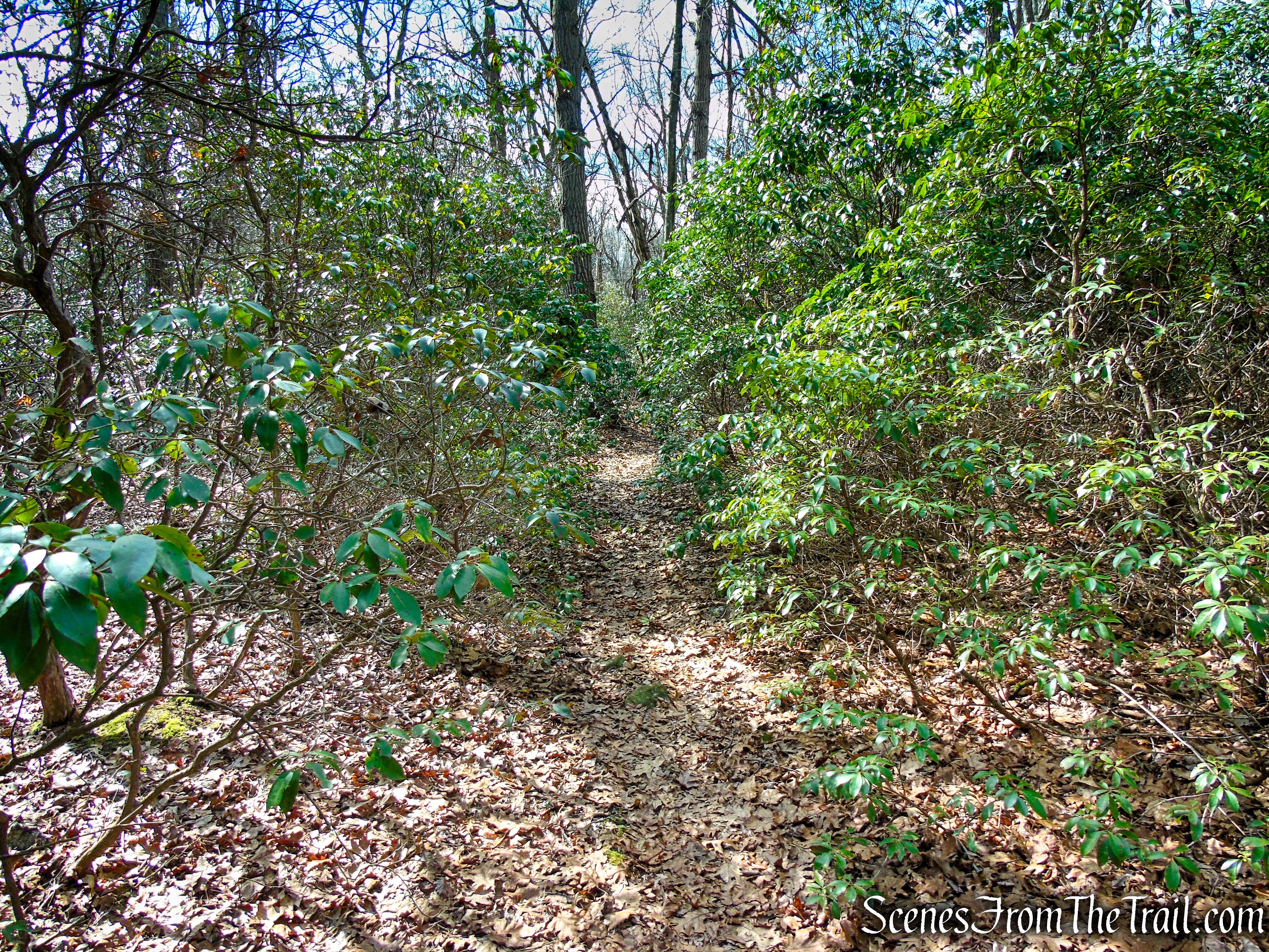 Blue Trail - Housatonic Overlook and Tucker’s Ridge