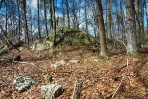 Blue Trail - Turkey Hill Preserve