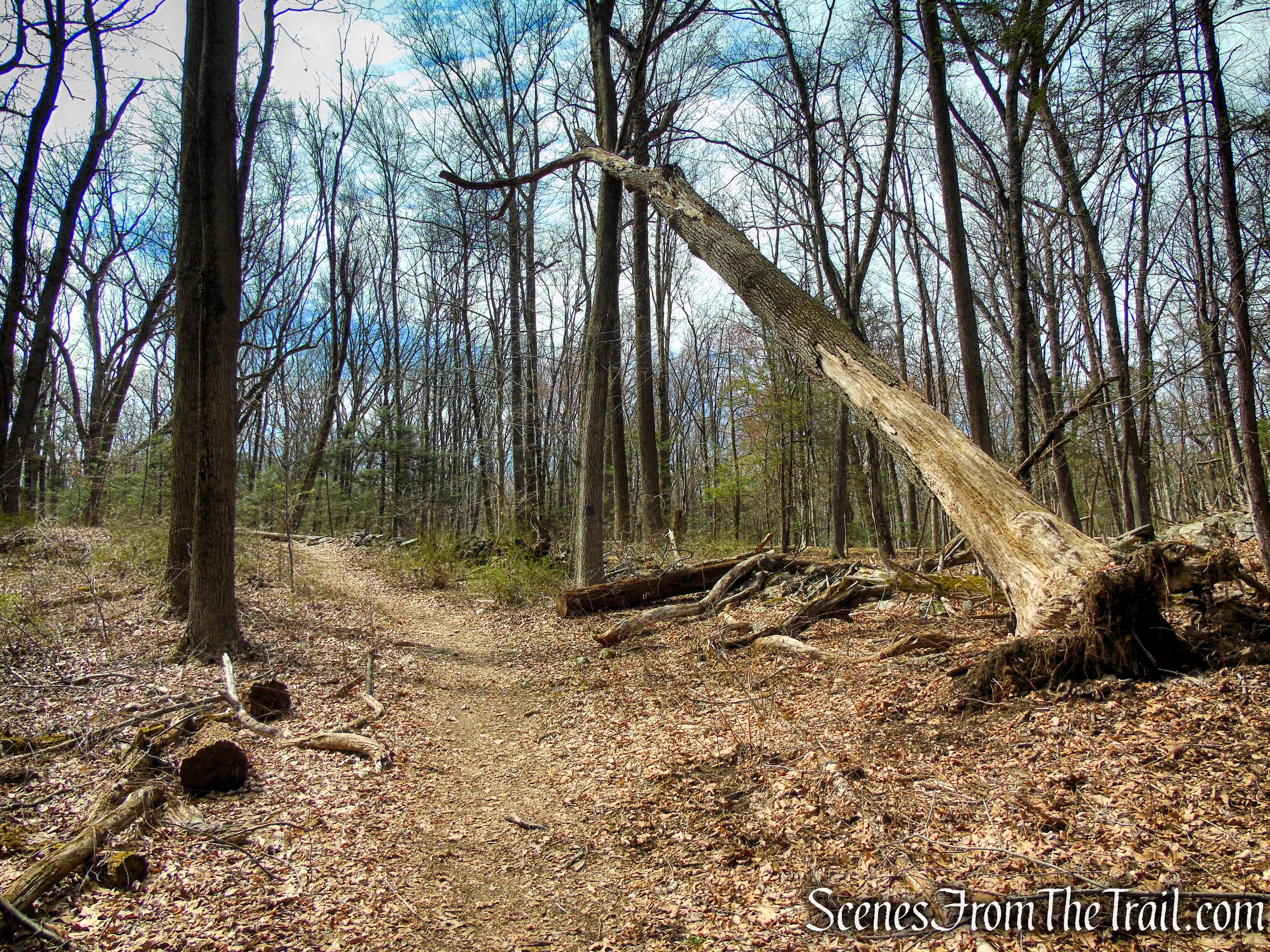 Blue Trail - Turkey Hill Preserve