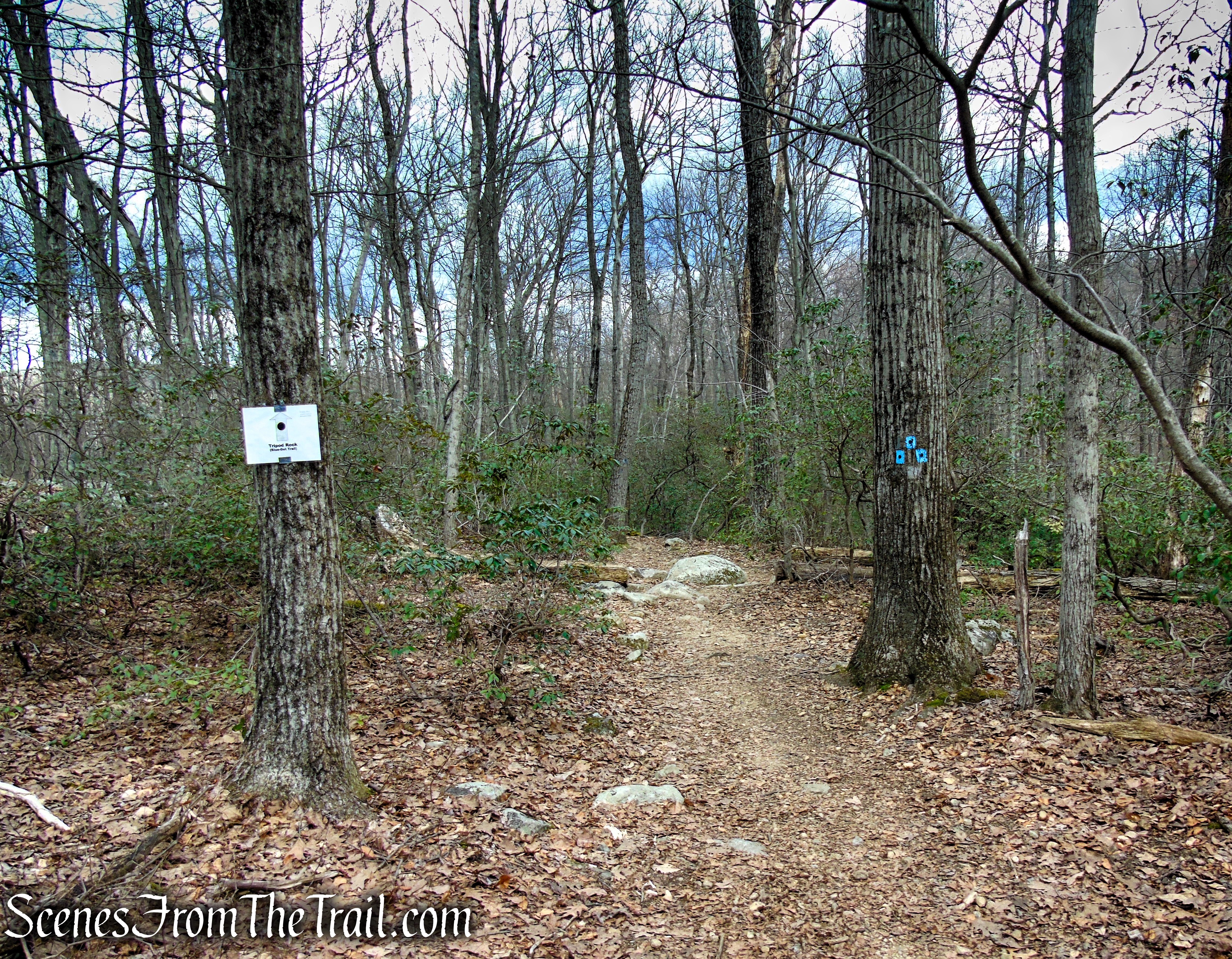 Blue Dot Trail - Pyramid Mountain