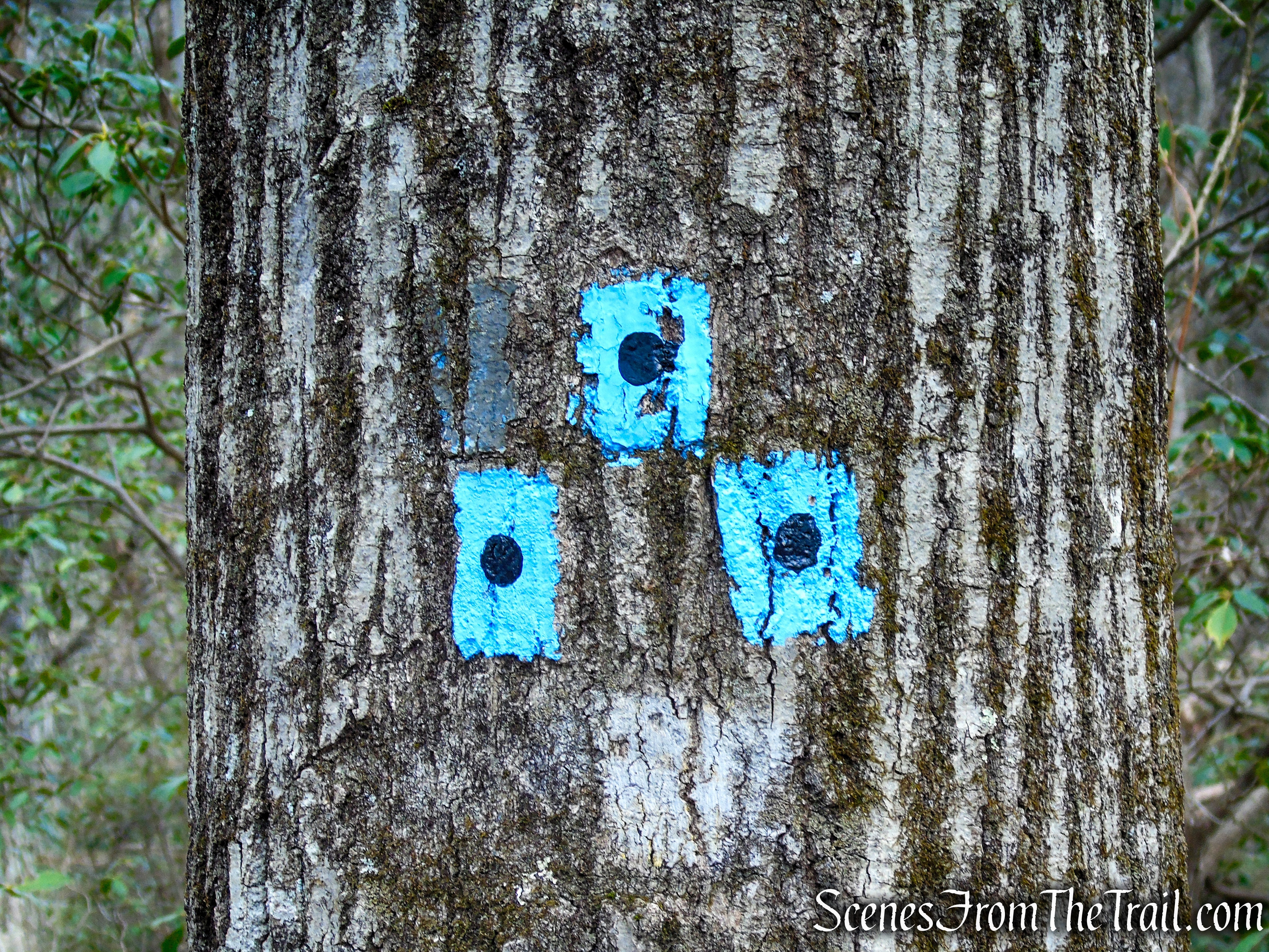 Blue Dot Trail - Pyramid Mountain