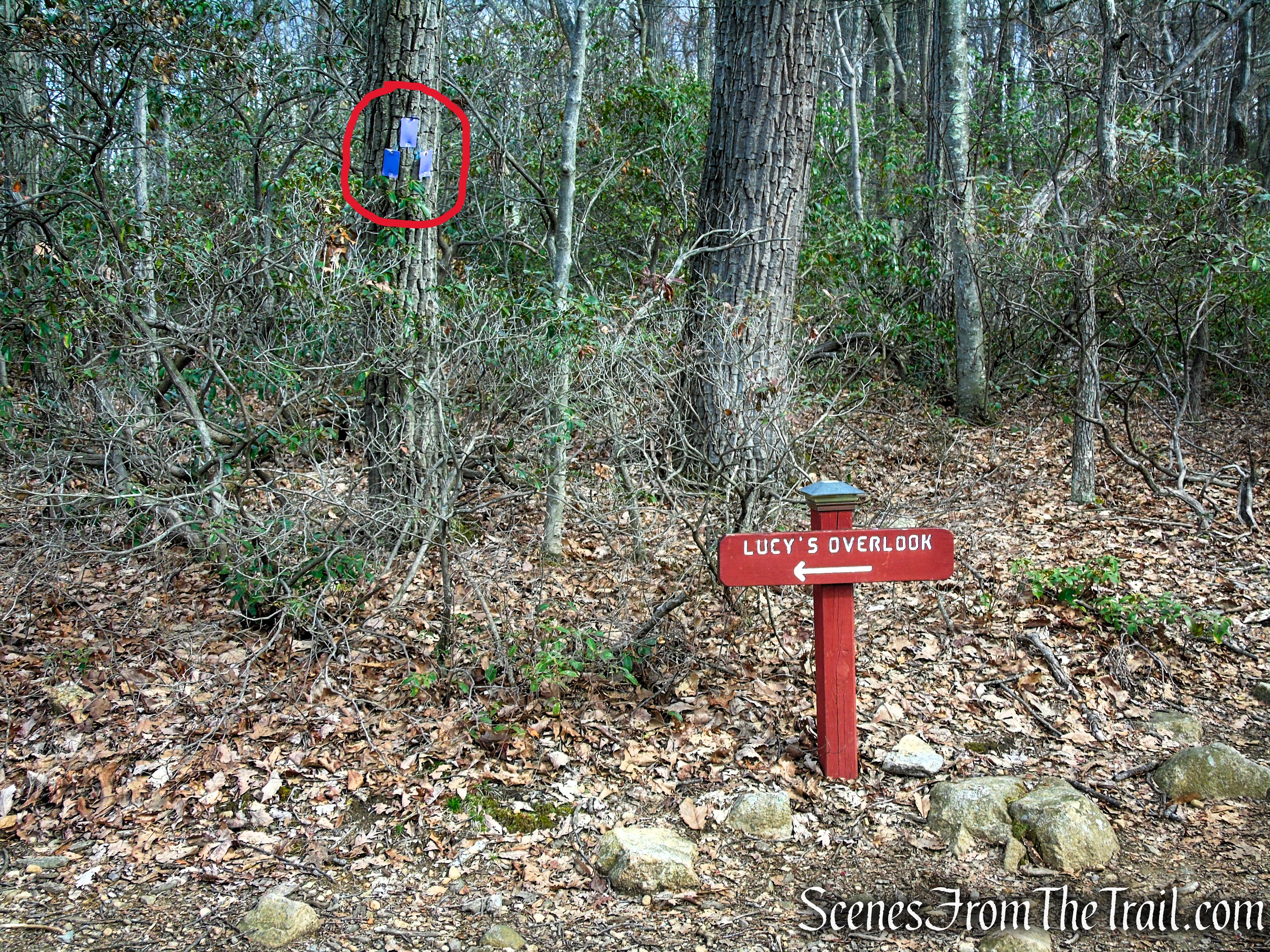 Purple Trail - Pyramid Mountain