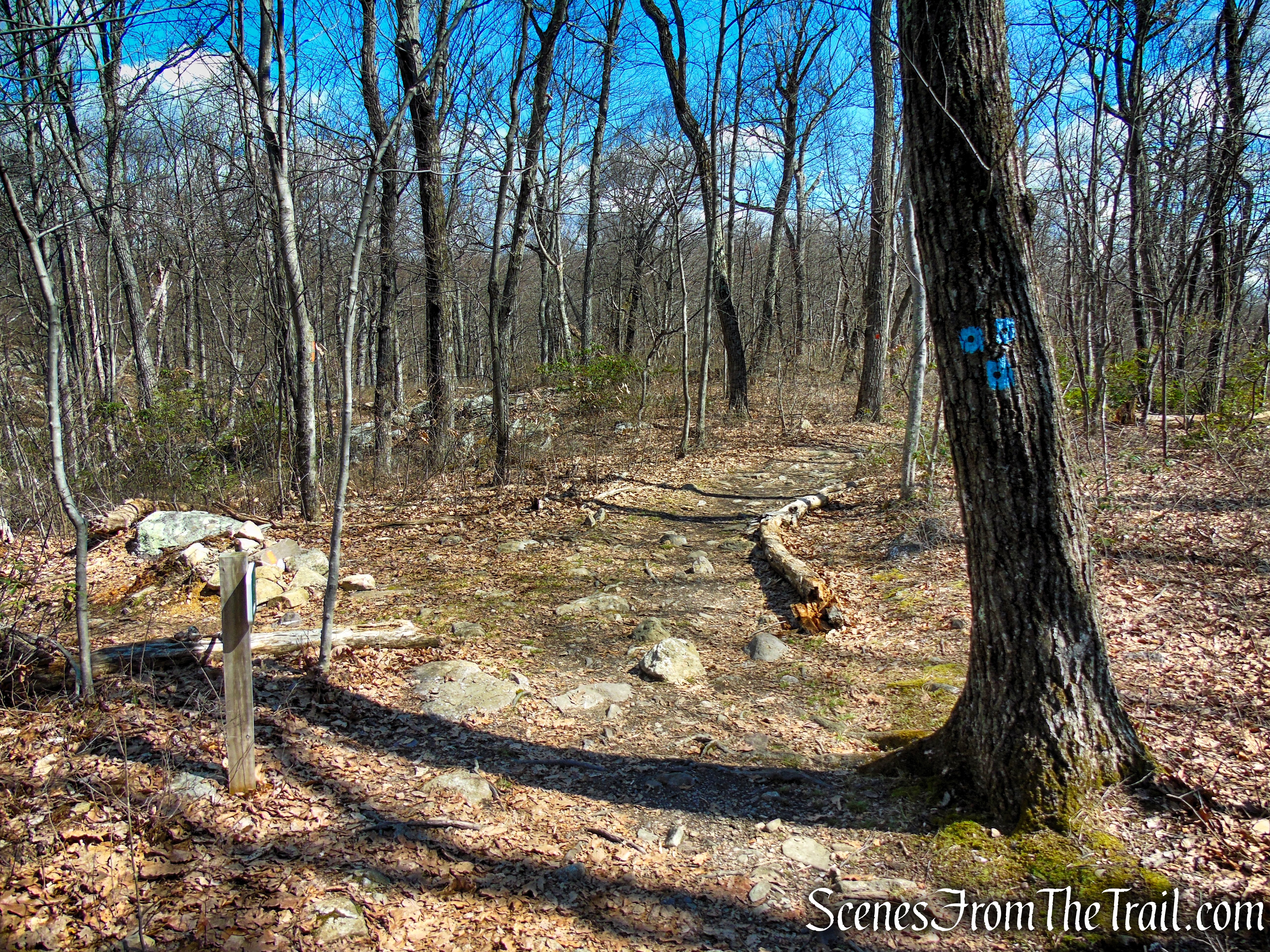 Terminus of Blue Dot Trail - Pyramid Mountain