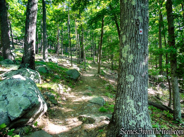 Arden-Surebridge Trail - Pine Swamp Mountain