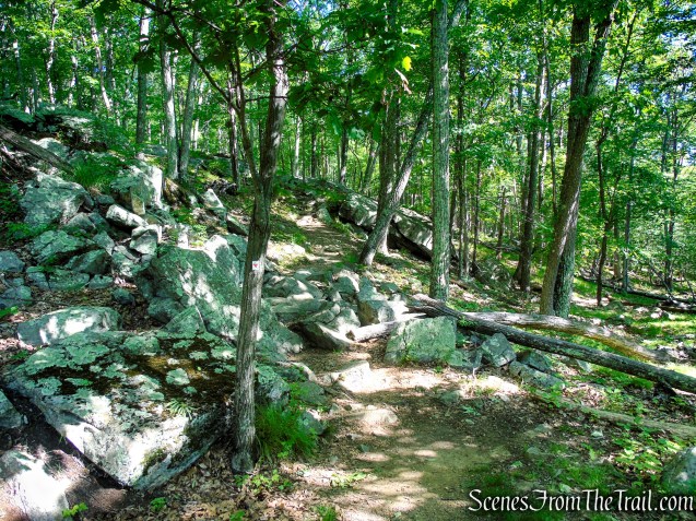 Arden-Surebridge Trail - Pine Swamp Mountain
