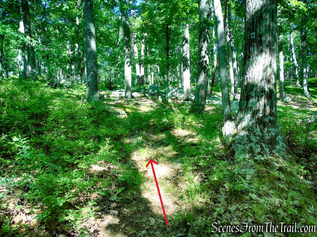 Unmarked Trail - Pine Swamp Mountain