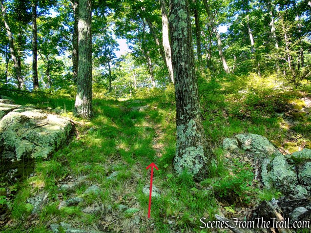 Unmarked Trail - Pine Swamp Mountain