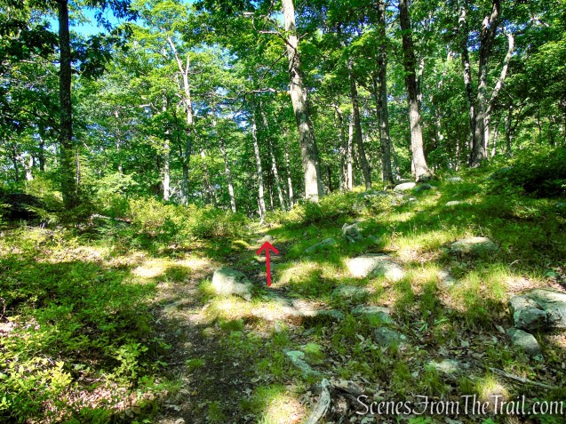 Unmarked Trail - Pine Swamp Mountain