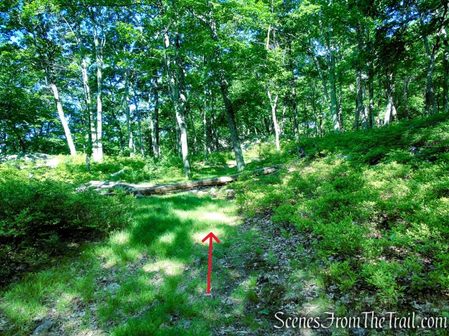Unmarked Trail - Pine Swamp Mountain