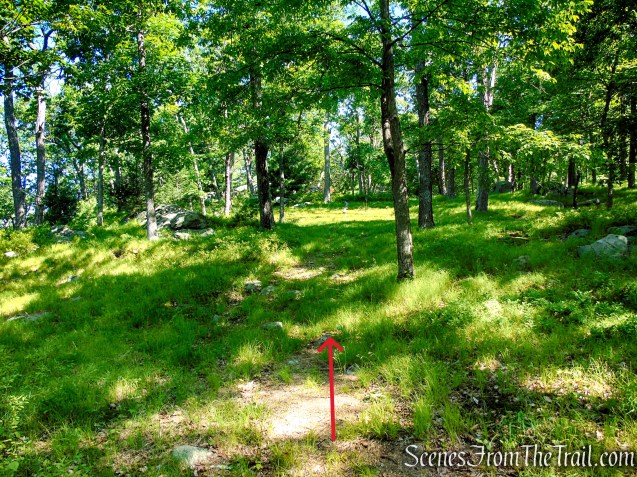 Unmarked Trail - Pine Swamp Mountain