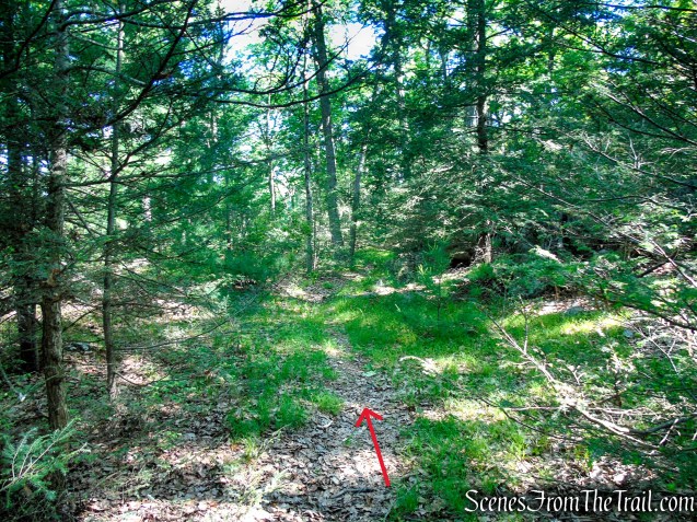 Unmarked Trail - Pine Swamp Mountain