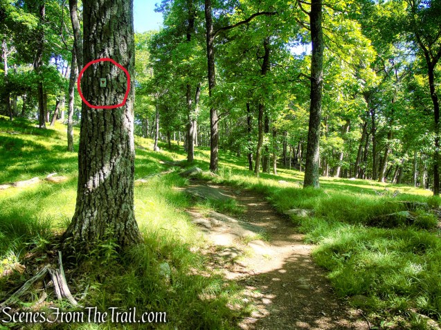 Arden-Surebridge Trail - Pine Swamp Mountain