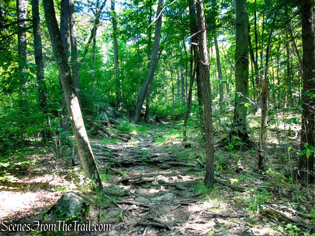 Arden-Surebridge Trail - Pine Swamp Mountain