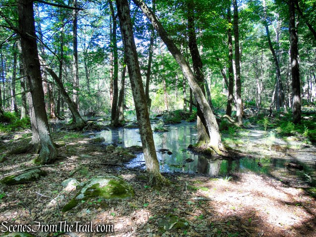 Pine Swamp - Harriman State Park