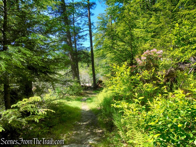 Dunning Trail - Pine Swamp