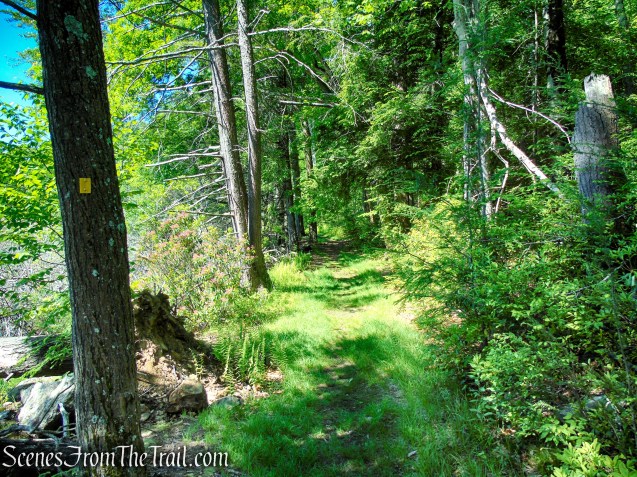 Dunning Trail - Pine Swamp