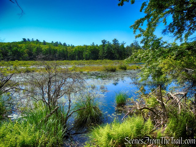 Pine Swamp - Harriman State Park