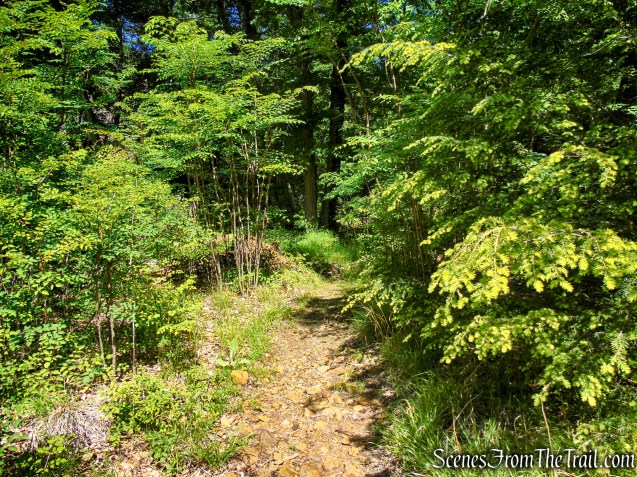 Pine Swamp Mine Trail - Harriman State Park