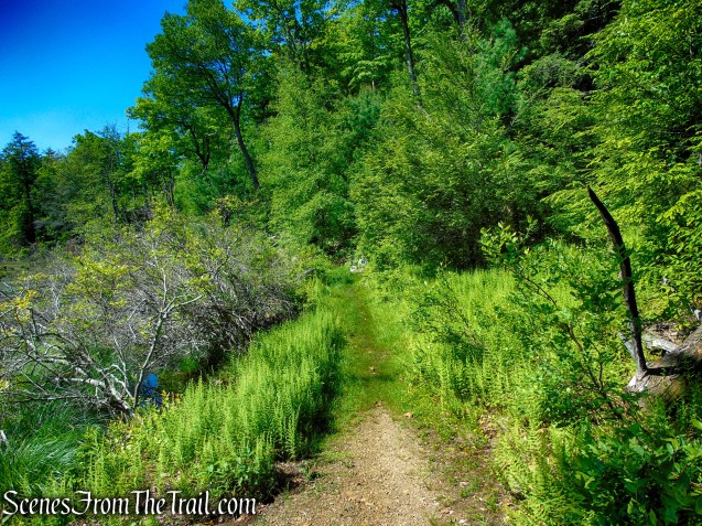 Dunning Trail – Pine Swamp