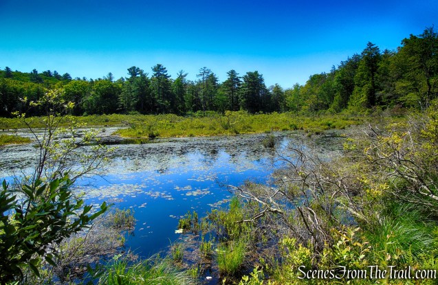 Pine Swamp - Harriman State Park