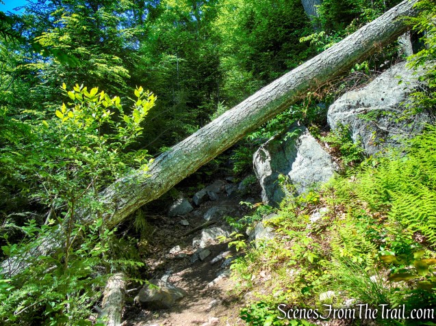 Dunning Trail Detour – Pine Swamp