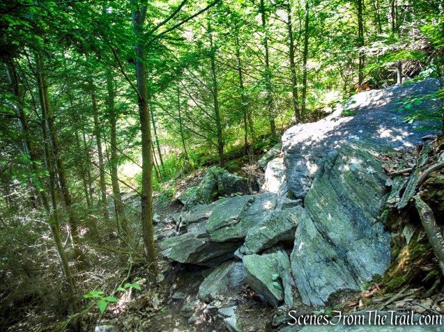 Dunning Trail Detour – Pine Swamp