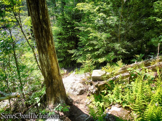 Dunning Trail Detour – Pine Swamp