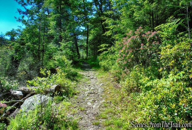 Dunning Trail – Pine Swamp