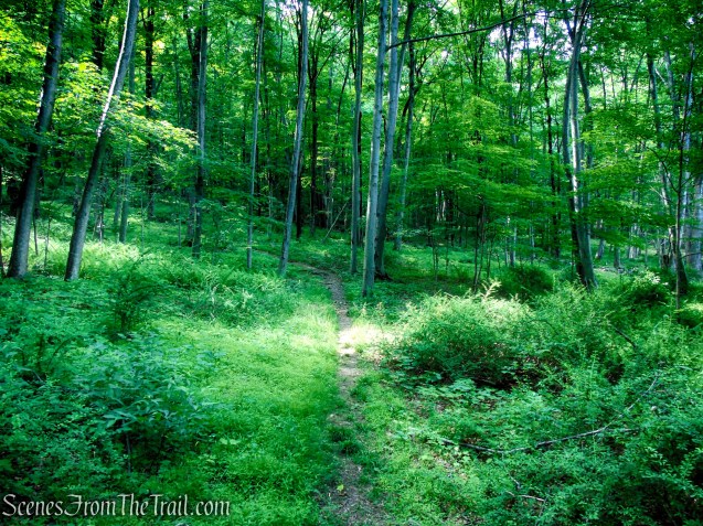 Candlewood Hill Trail - Fahnestock State Park