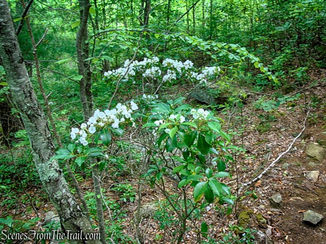 Mountain Laurel - Candlewood Hill Trail