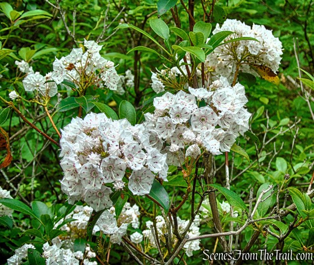 Mountain Laurel - Candlewood Hill Trail