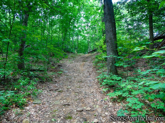 Unmarked Woods Road - Fahnestock State Park