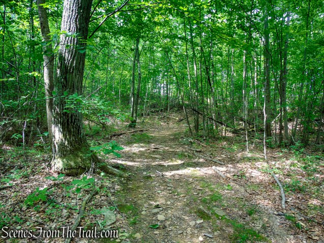 Unmarked Woods Road - Fahnestock State Park