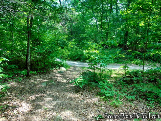 Unmarked Woods Road - Fahnestock State Park