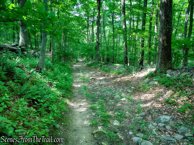 Abandoned section of Bell Hollow Road