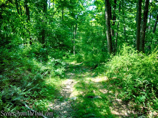 Abandoned section of Bell Hollow Road