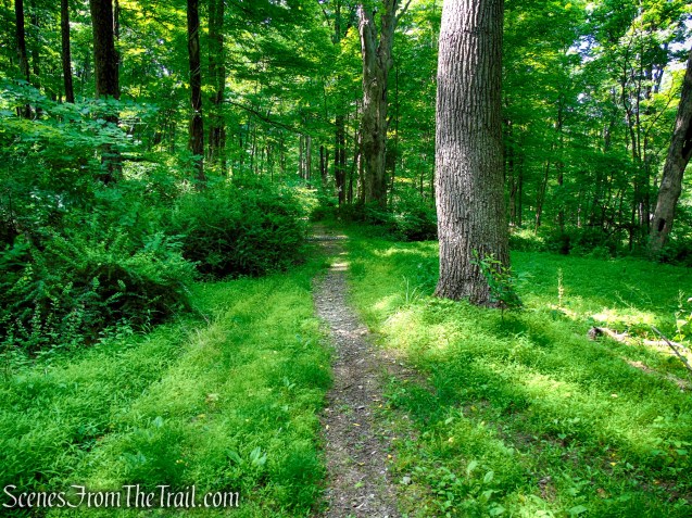 Abandoned section of Bell Hollow Road