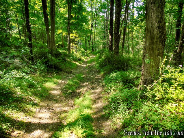 Abandoned section of Bell Hollow Road