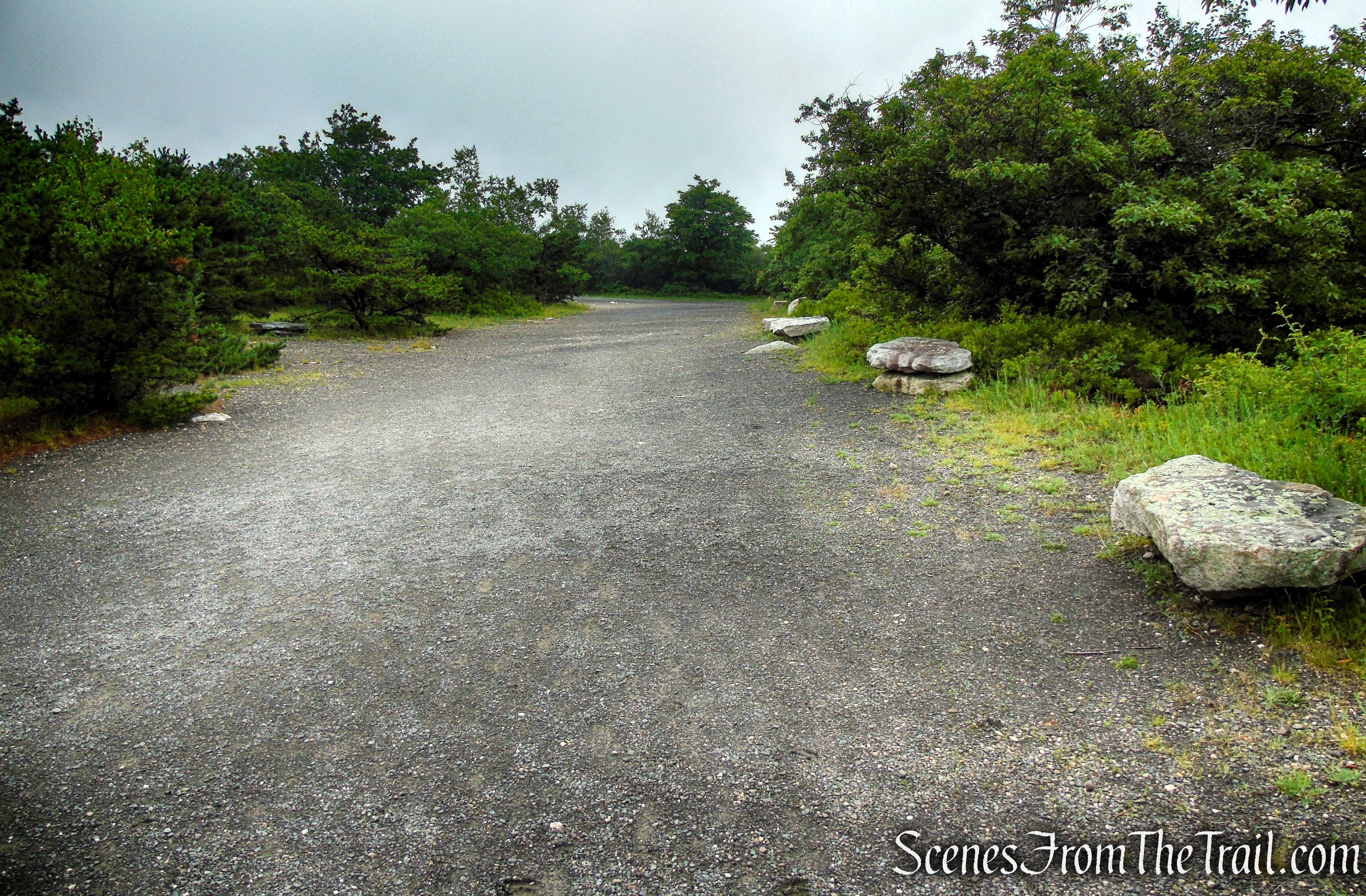 Walk out to Loop Road from the overlook and turn left.