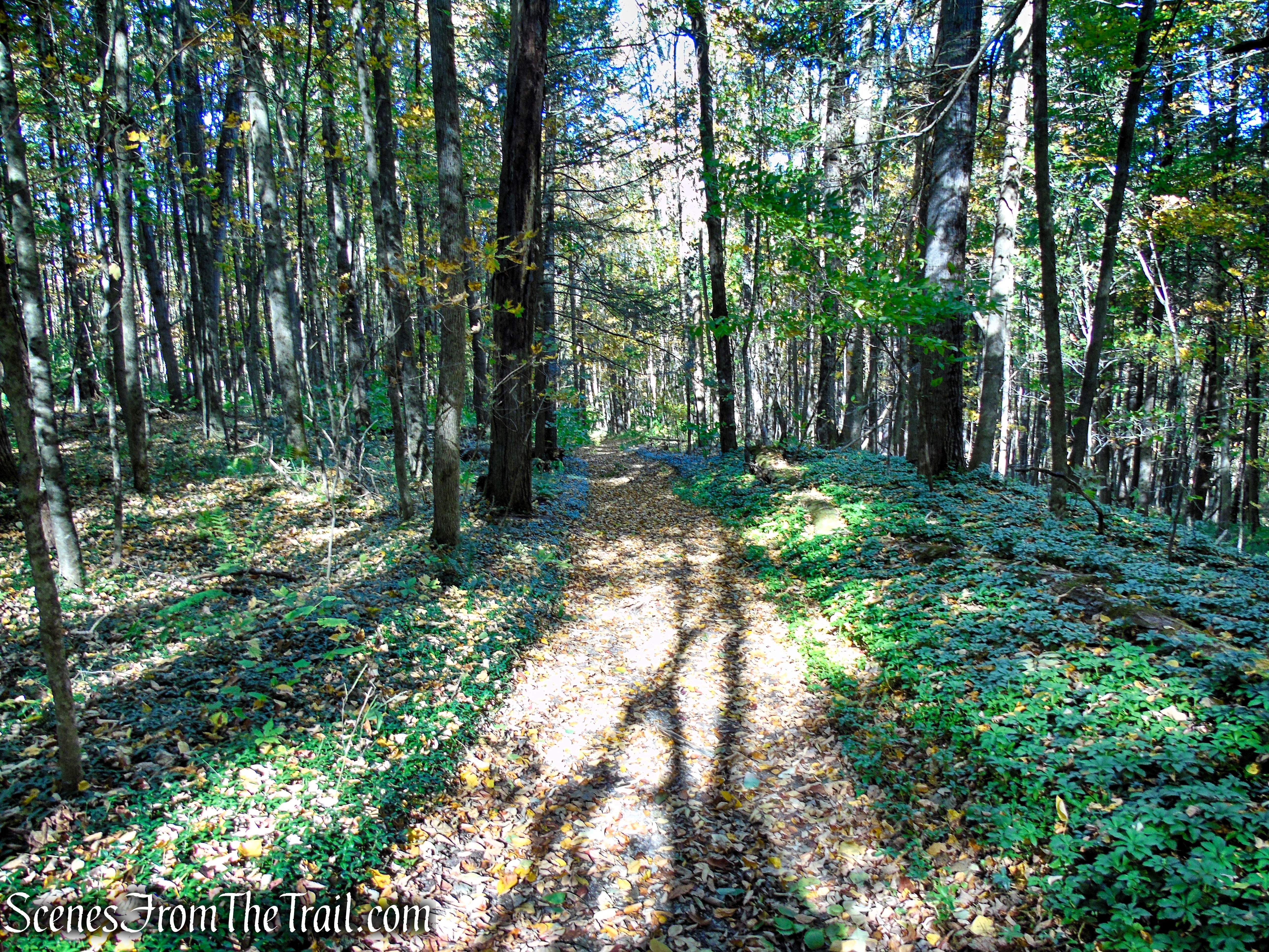 Ruins Trail – Ashintully Gardens