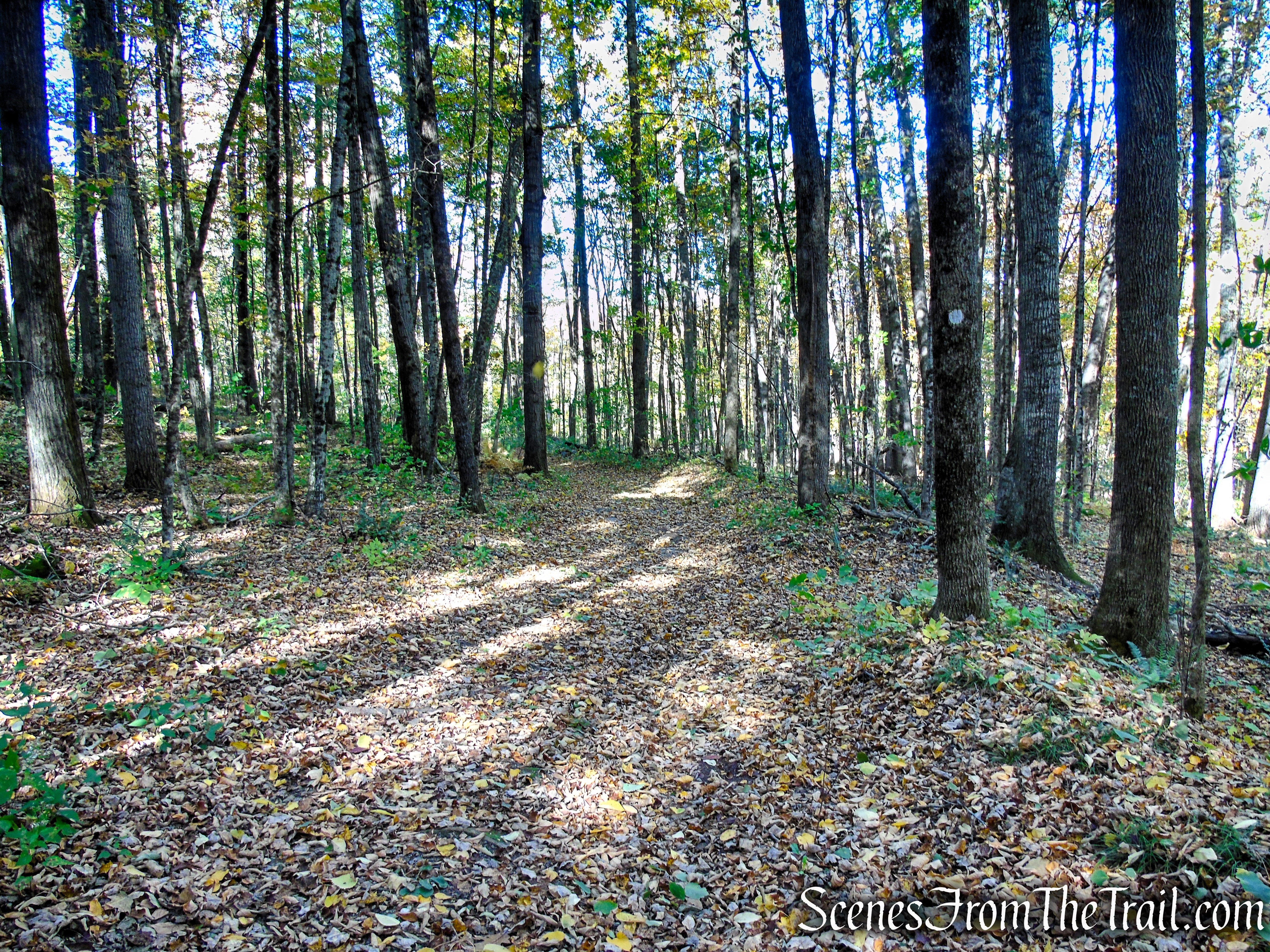 Ruins Trail – Ashintully Gardens