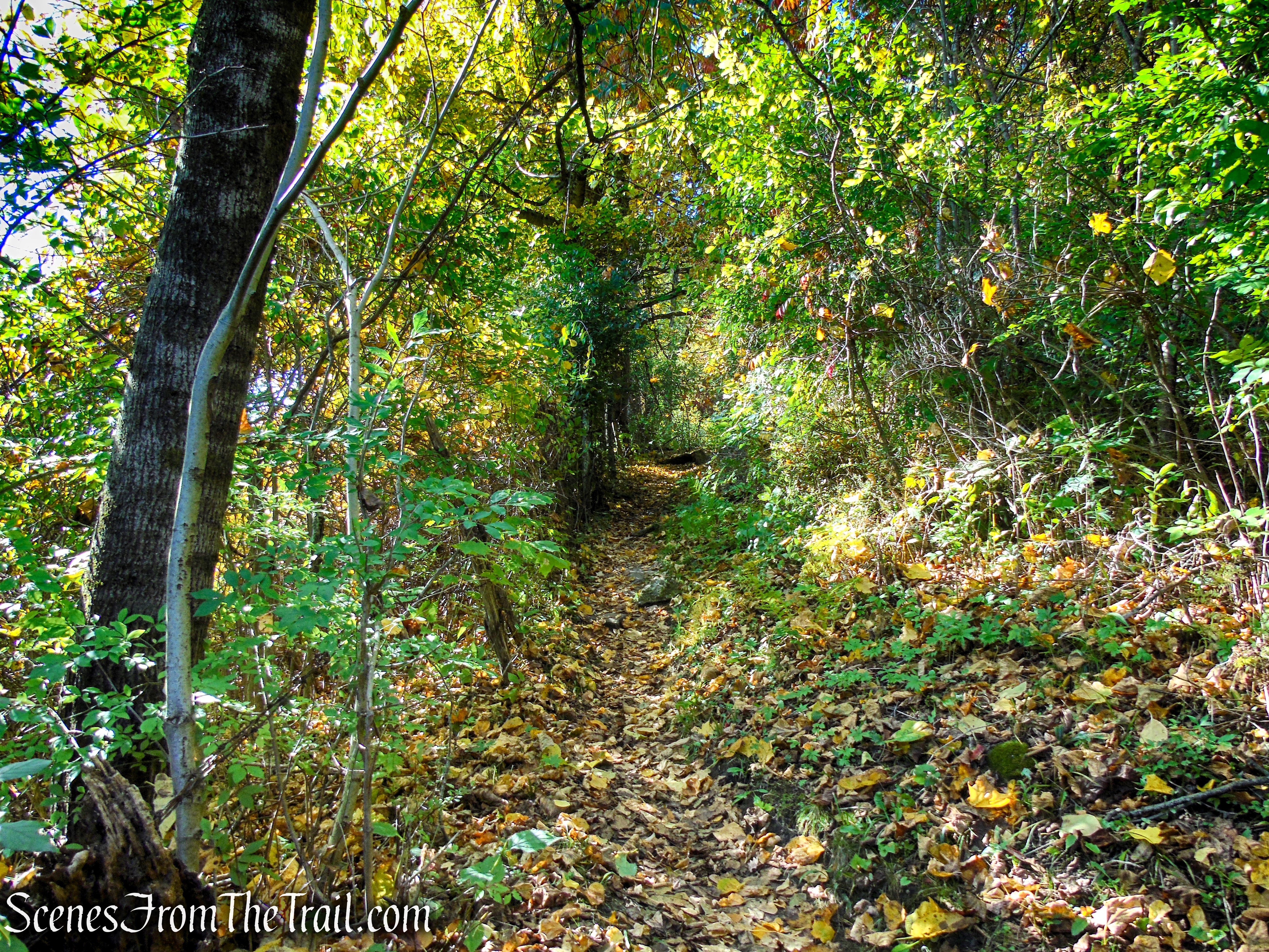 Cobble Loop Trail