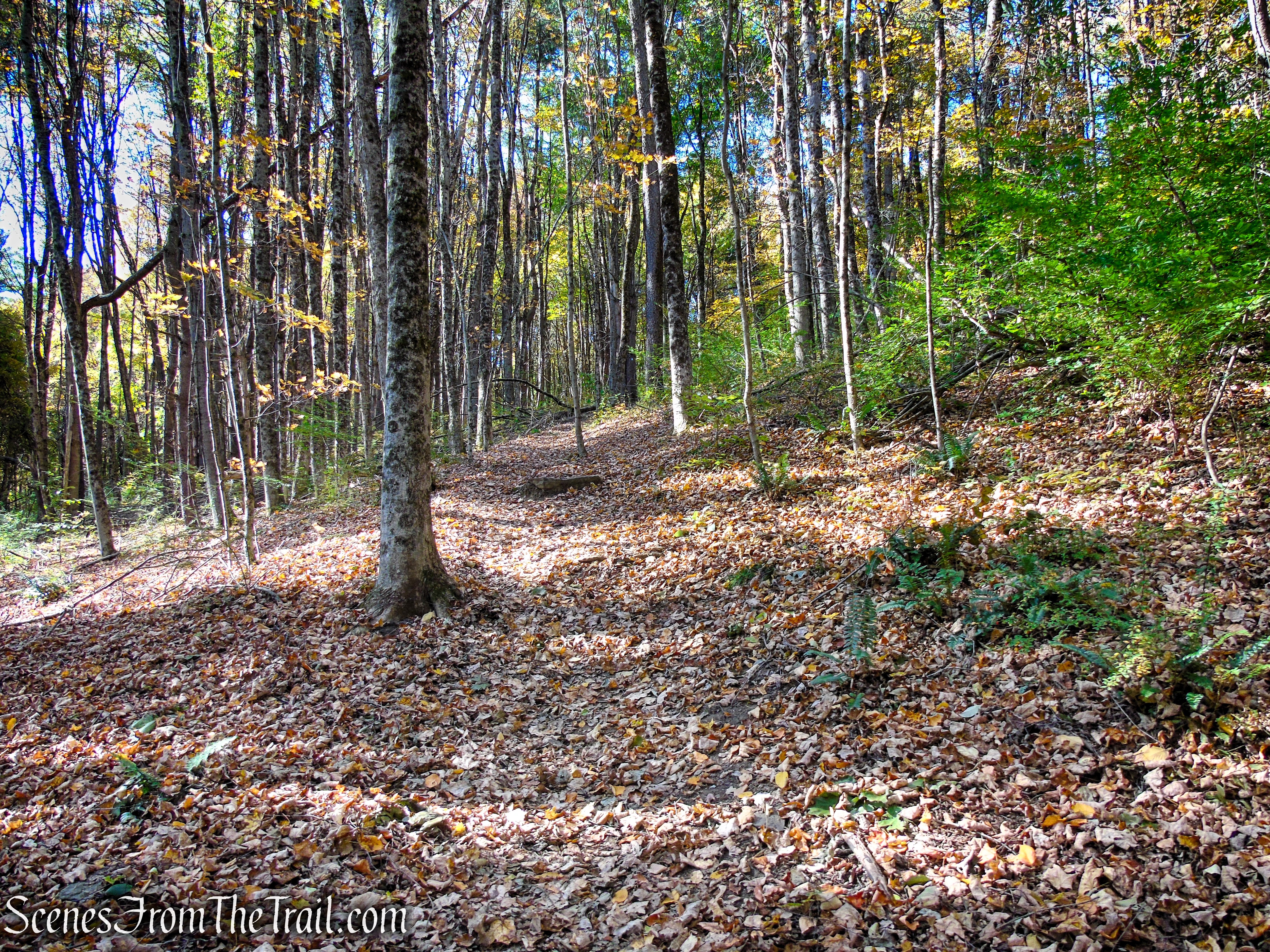 Cobble Loop Trail
